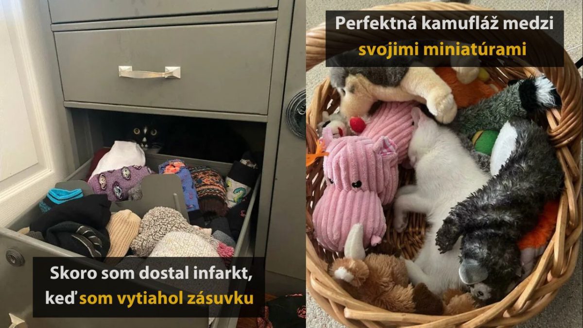 Mačka schovaná v zásuvke medzi ponožkami a v košíku s plyšákmi, perfektná kamufláž v domácnosti.
