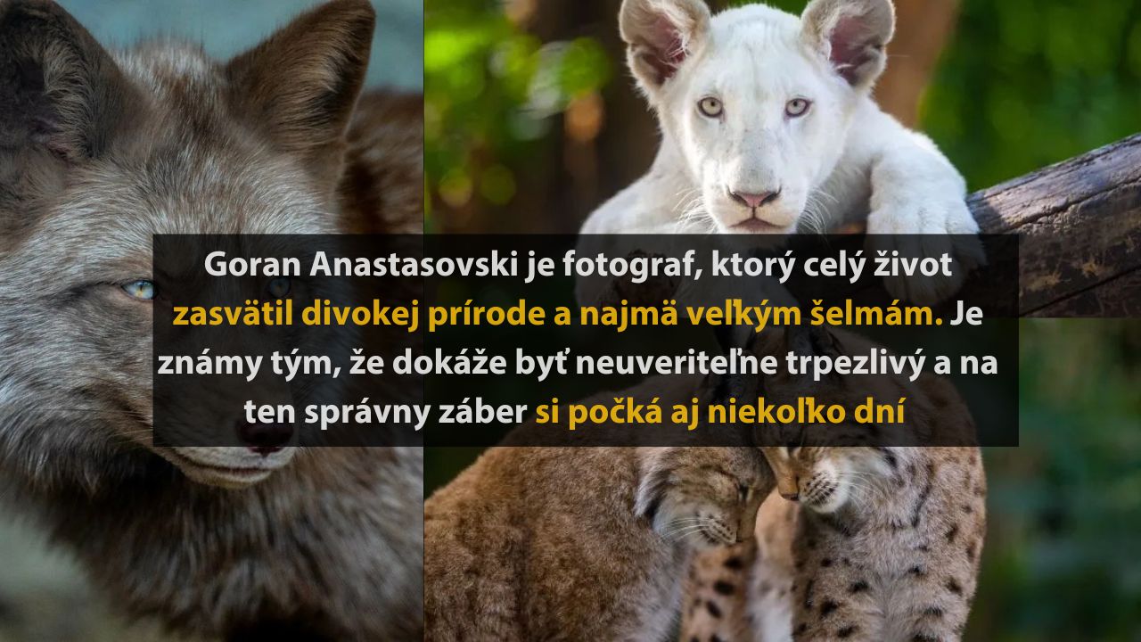 Fotografia lesných šeliem: vlk, levíča a rys na strome. Fotograf Goran Anastasovski zdôrazňuje krásu divokej prírody.