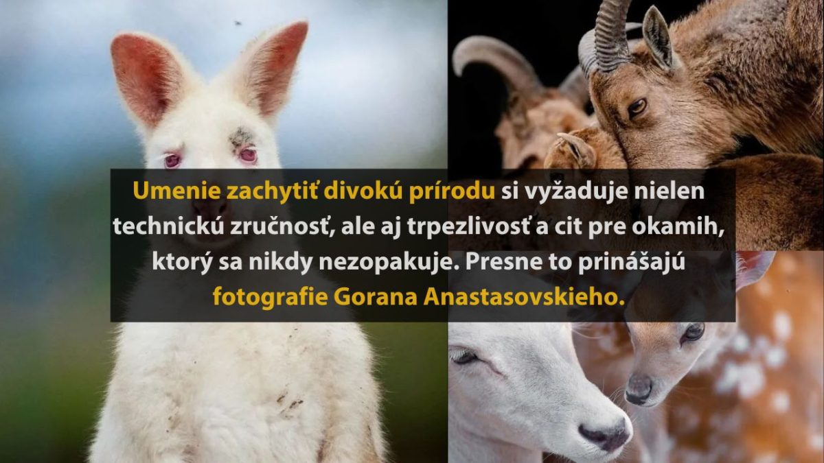 Divoké zvieratá: albín klokana, horské kozy a srnčia láska zachytené v oku fotoaparátu.