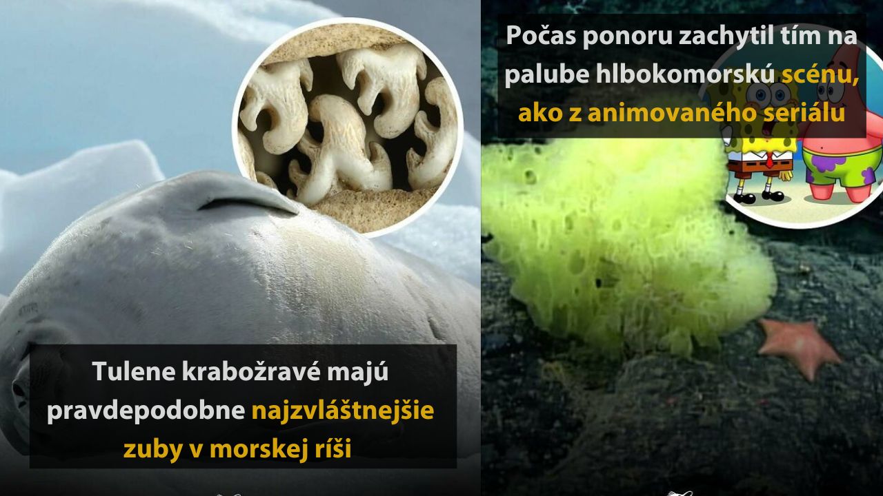 Tulene krabožravé majú nezvyčajné zuby, hlbokomorská scenéria pripomína animovaný seriál o dobrodružstvách pod morom.
