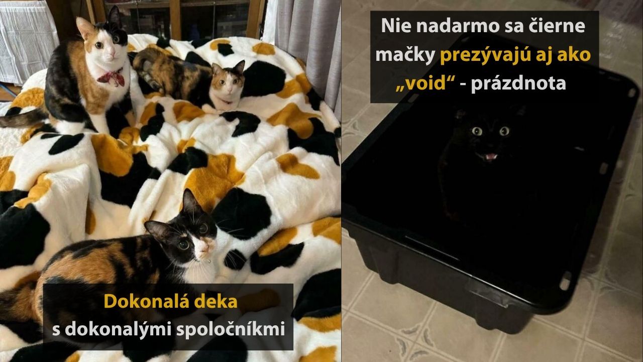 Mačky na vzorovanej deke a čierna mačka v tmavej krabici s textom: Dokonalá deka s dokonalými spoločníkmi.