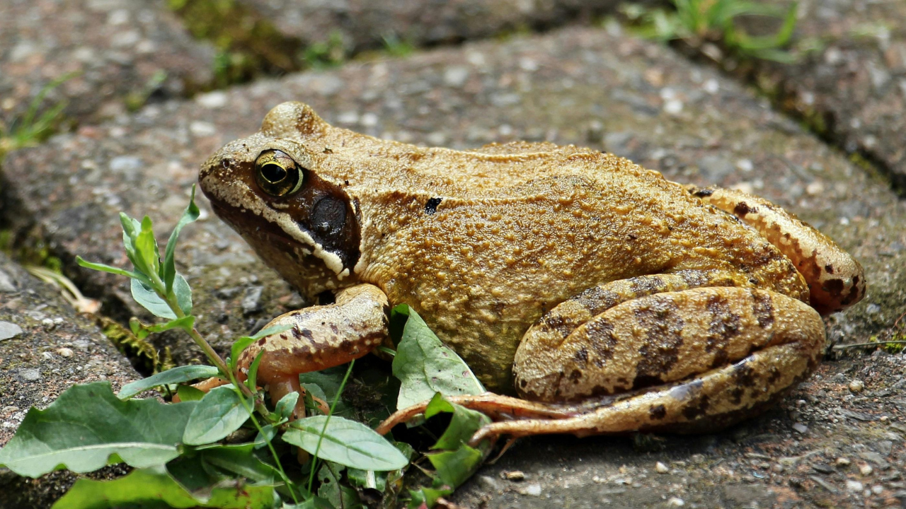 Hnedá žaba sedí medzi listami na kamennej dlažbe.