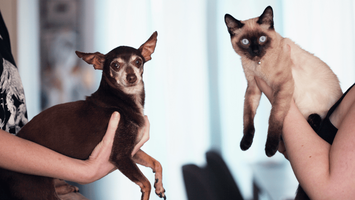 Pes a mačka v náručí svojich majiteľov priatelia doma.