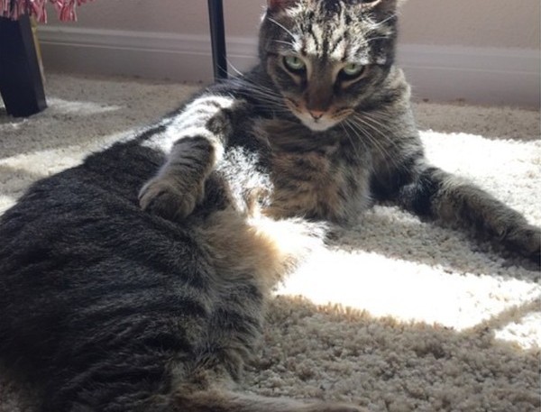 Pruhovaná mačka leží na koberci v slnečnom svetle, vyzerá uvoľnene a pohodlne.