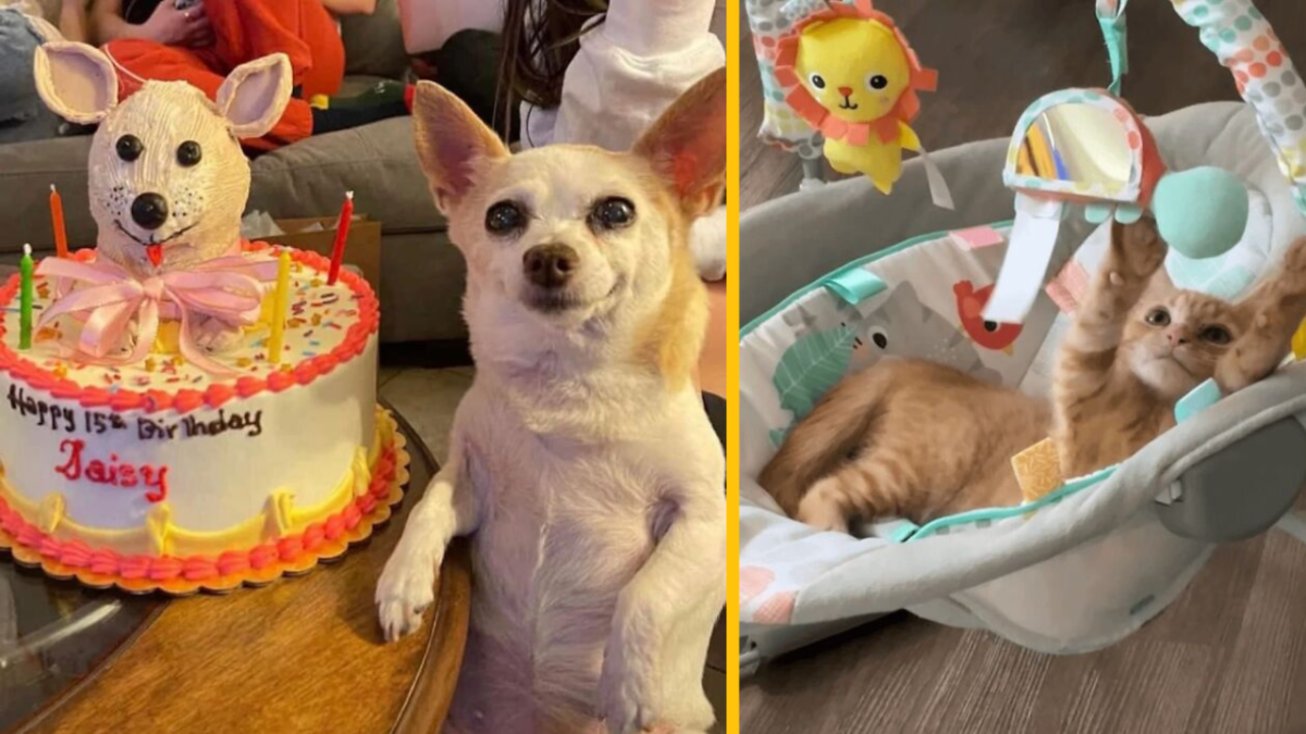 Pes oslavuje 15. narodeniny s tortou, mačiatko leží v detskom lehátku s hračkami.