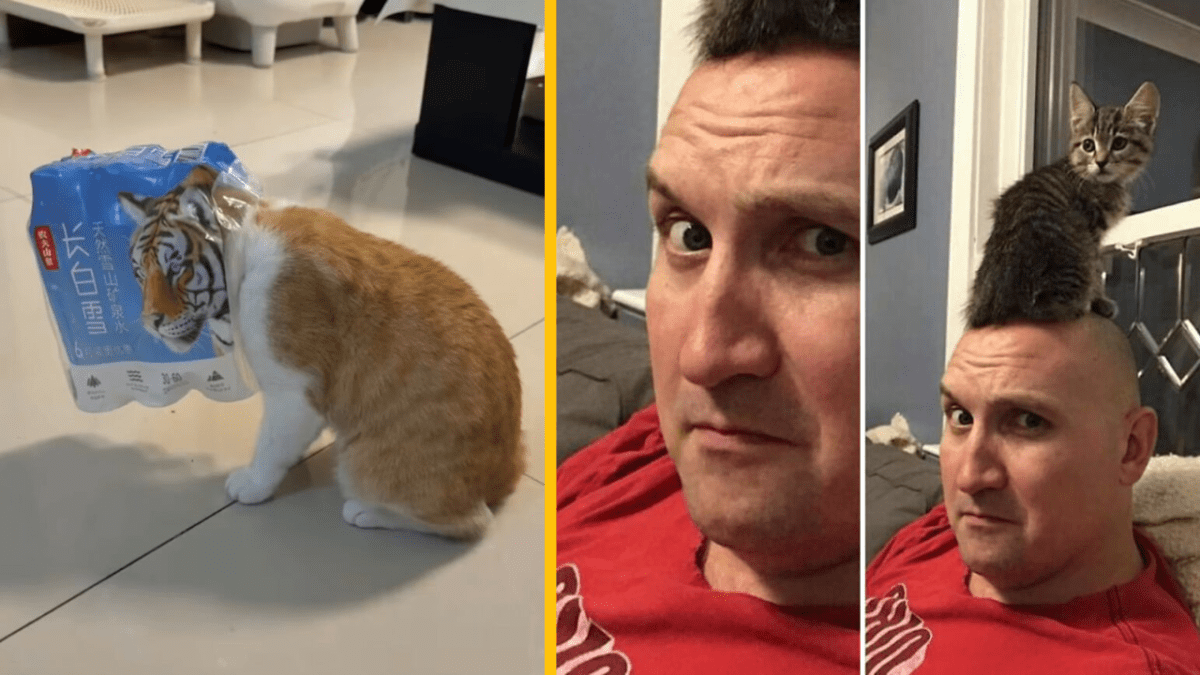 Mačka s obalom s tigrom na hlave a muž s mačiatkom na hlave, humorné situácie v domácnosti.