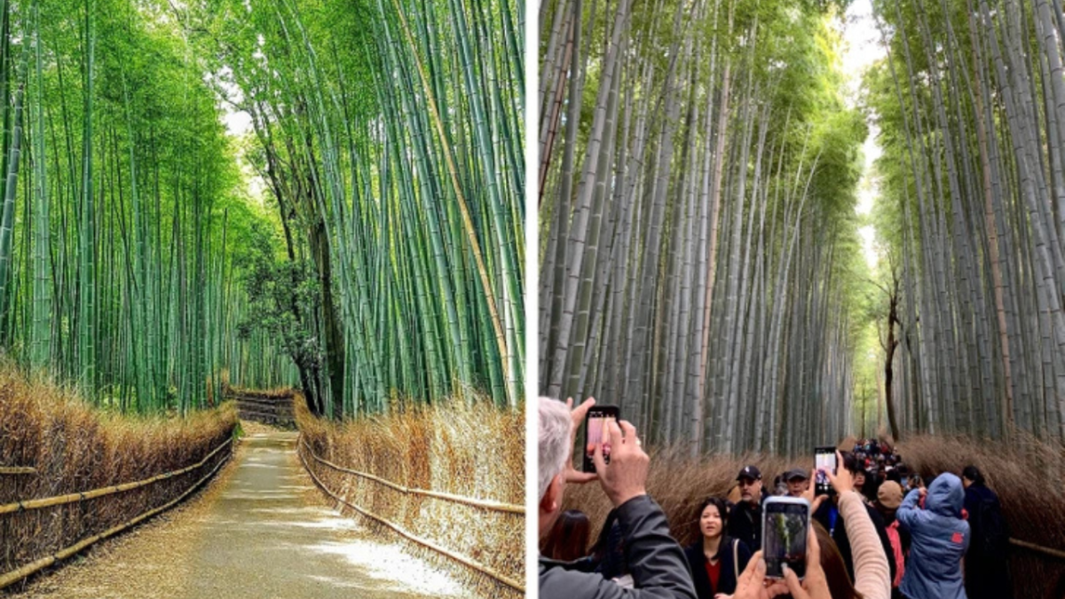 Pokojná bambusová lesná cesta vs. rušná turistická trasa s návštevníkmi s mobilmi.
