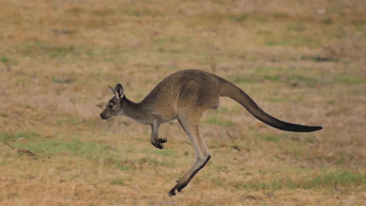 Skákajúci klokan na lúke, Austrália. Kengura v pohybe v prirodzenom prostredí.
