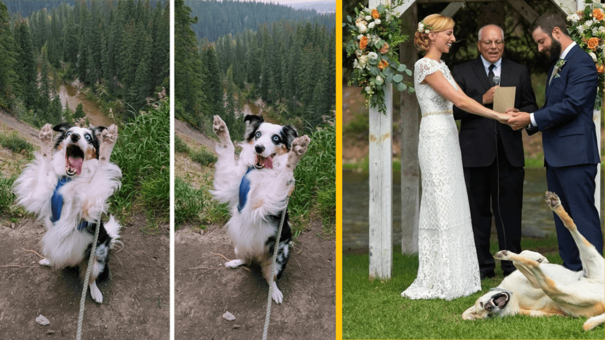 Pes sa teší v horách, zatiaľ čo svadobný pár si vymieňa sľuby a pes sa hrá na trávniku.