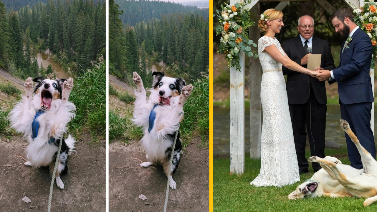Pes sa teší v horách, zatiaľ čo svadobný pár si vymieňa sľuby a pes sa hrá na trávniku.