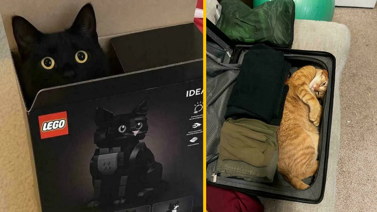 12 mačiek, ktoré sa cítia pohodlne aj na tých najnepohodlnejších miestach #1