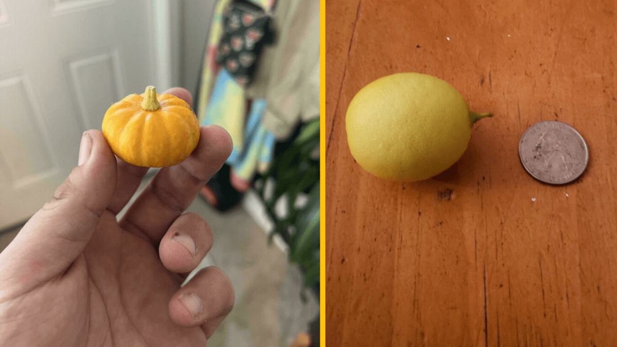 Miniatúrna tekvica v ruke a malý citrón vedľa mince na stole.