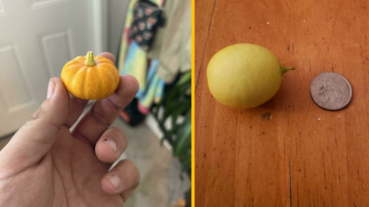 Miniatúrna tekvica v ruke a malý citrón vedľa mince na stole.