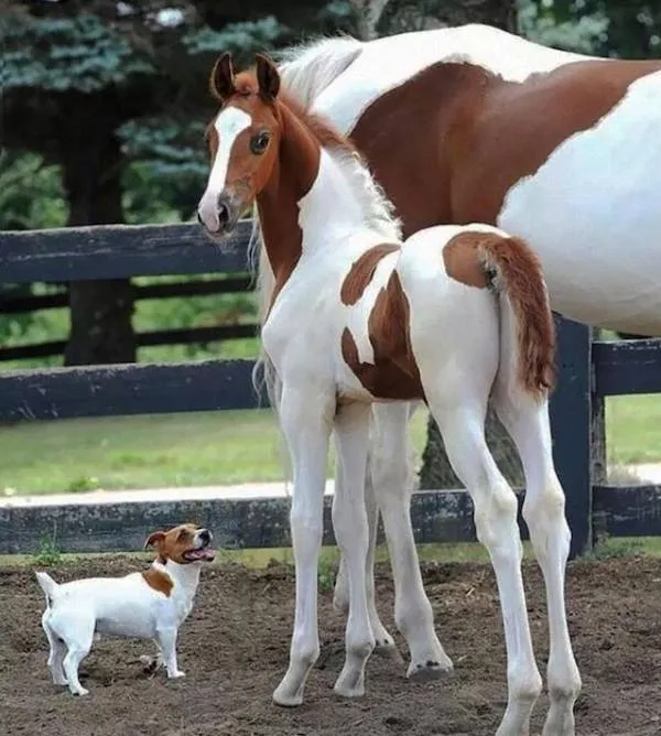 Pes a žriebä na dvore, zvedavé stretnutie pri ohrade v prírode.