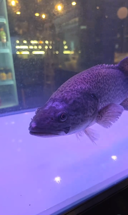 Rybka pláva v akváriu osvetlenom fialovým svetlom, obklopená bublinkami.