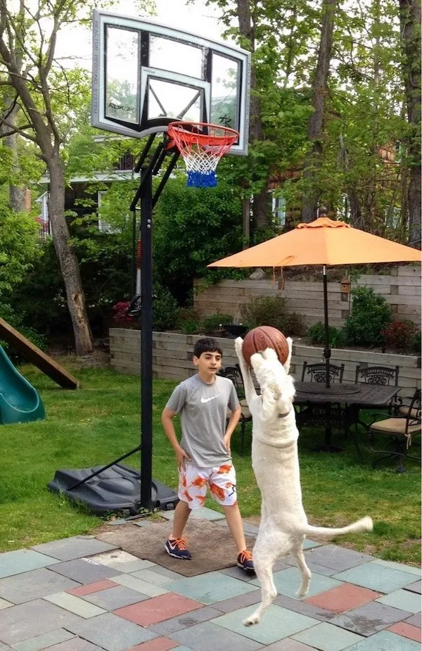 Pes skáče s loptou pri basketbalovom koši, chlapec sleduje hru v záhrade.