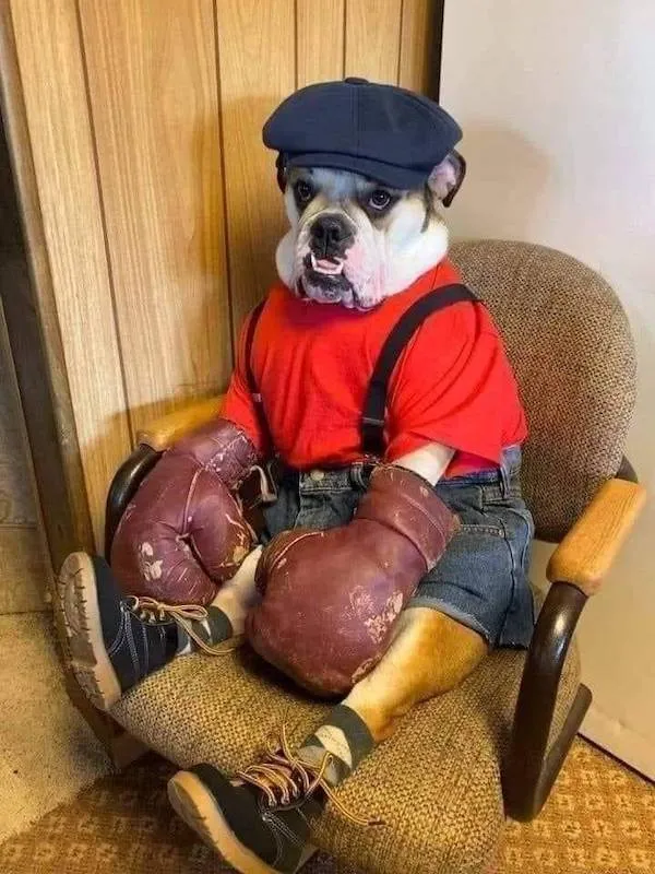 Pes v kostýme boxera sedí v kresle, oblečený v červenom tričku, šortkách a čiapke, s boxerskými rukavicami.