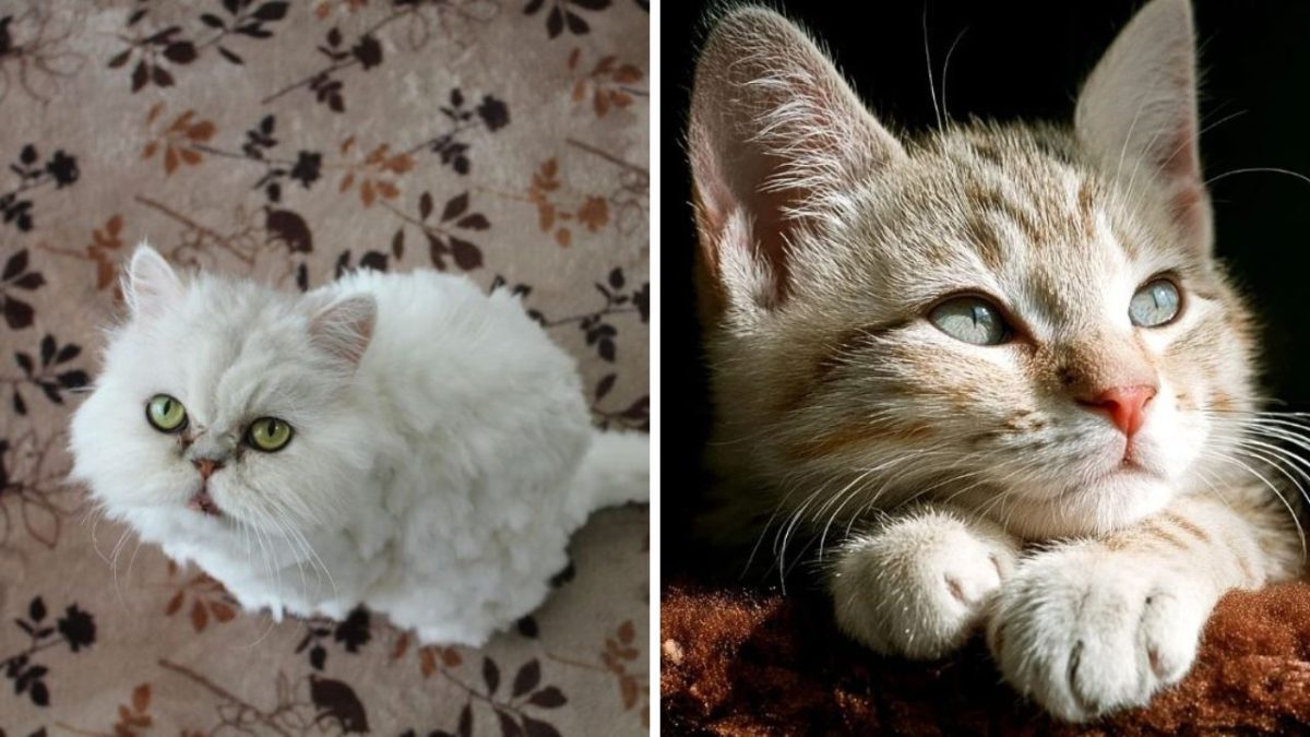 Dve mačky: biela perzská na koberci a hnedo-mramorová s modrými očami na tmavom pozadí.