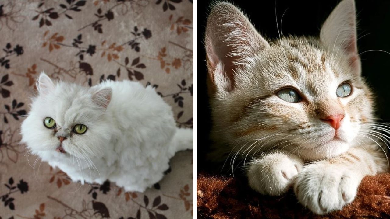 Dve mačky: biela perzská na koberci a hnedo-mramorová s modrými očami na tmavom pozadí.