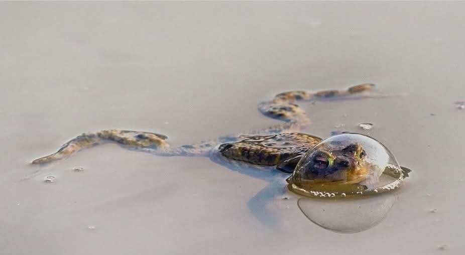 Žaba pláva vo vode s bublinou na hlave, odráža jasnú oblohu.