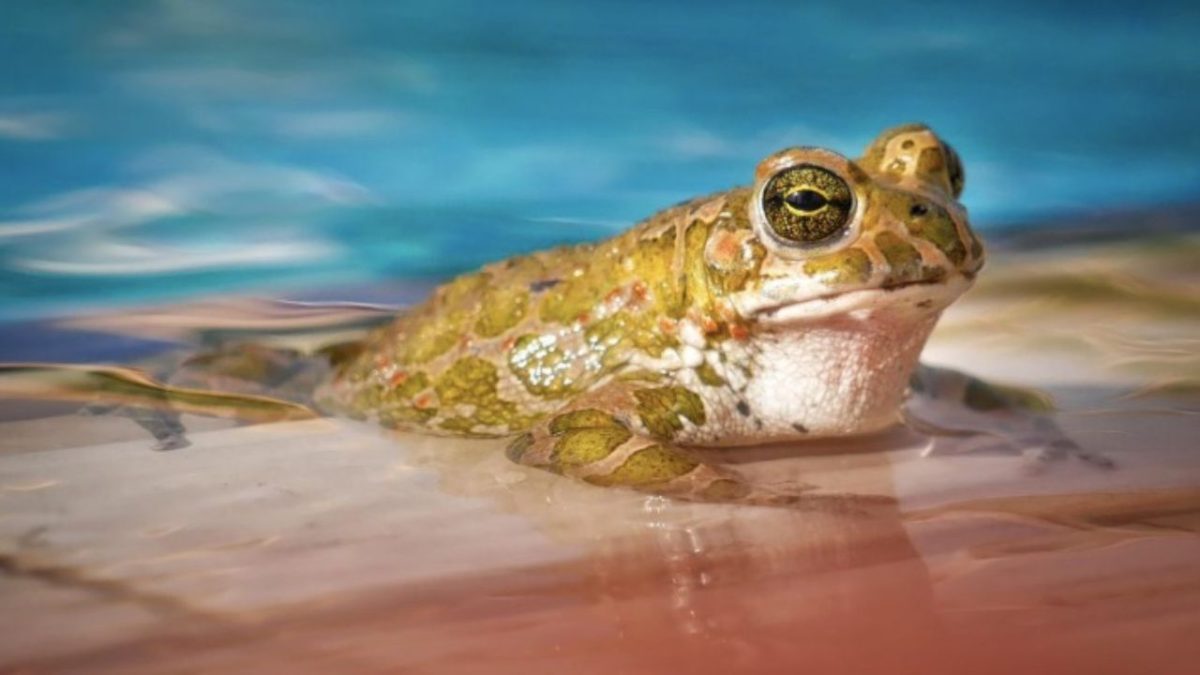 Žaba oddychujúca na okraji bazéna s farebnými vzormi na tele a modrou vodou v pozadí.