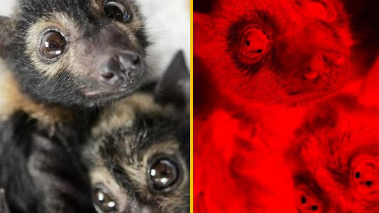 Dve tváre lemura pod denným a nočným osvetlením. Zvieratá s veľkými očami a hustou srsťou na svetle a v červenej tme.