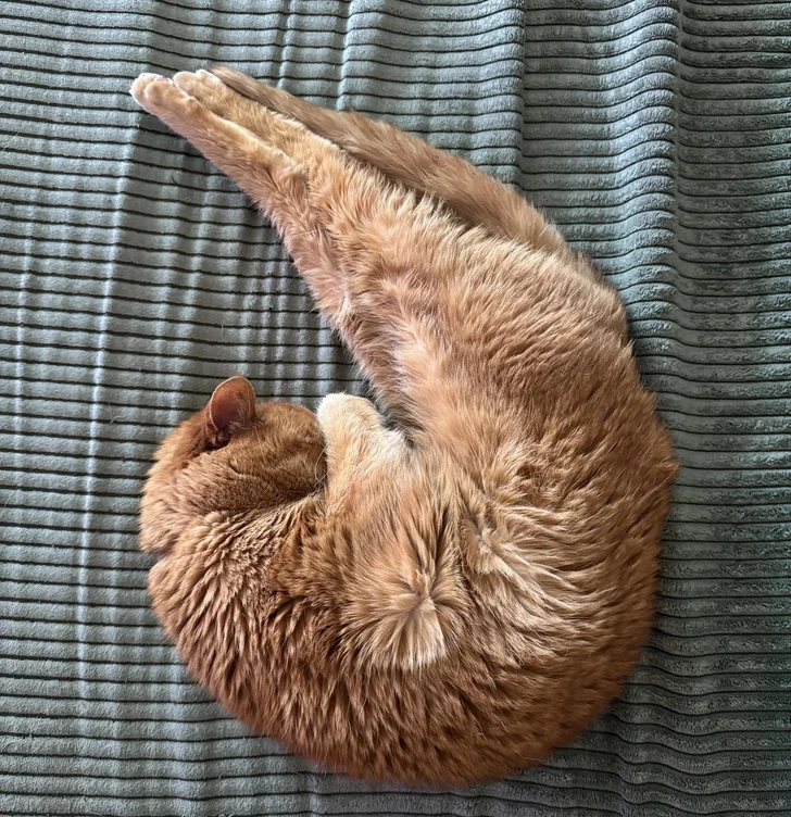Zlatá mačka zložená do tvaru písmena Ú, spí na šedo-pruhovanom prikrývke.