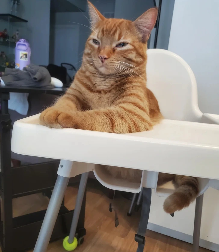 Oranžový mačiatko sedí v detskej stoličke a vyzerá spokojne v interiéri bytu.