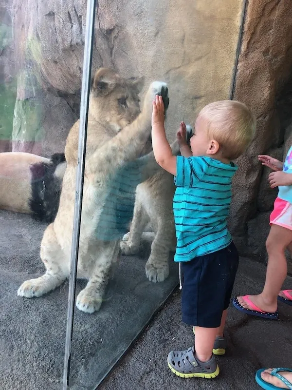 Dieťa a levíča sa hrajú cez sklo v zoologickej záhrade.