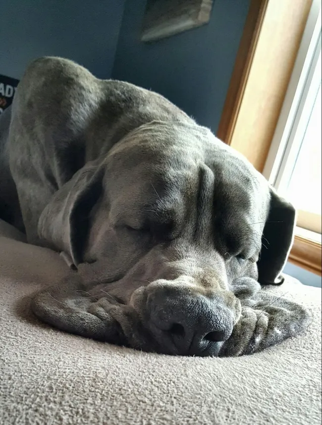 Veľký šedý pes pokojne spí na mäkkej deke pri okne, pôsobí uvoľnene.