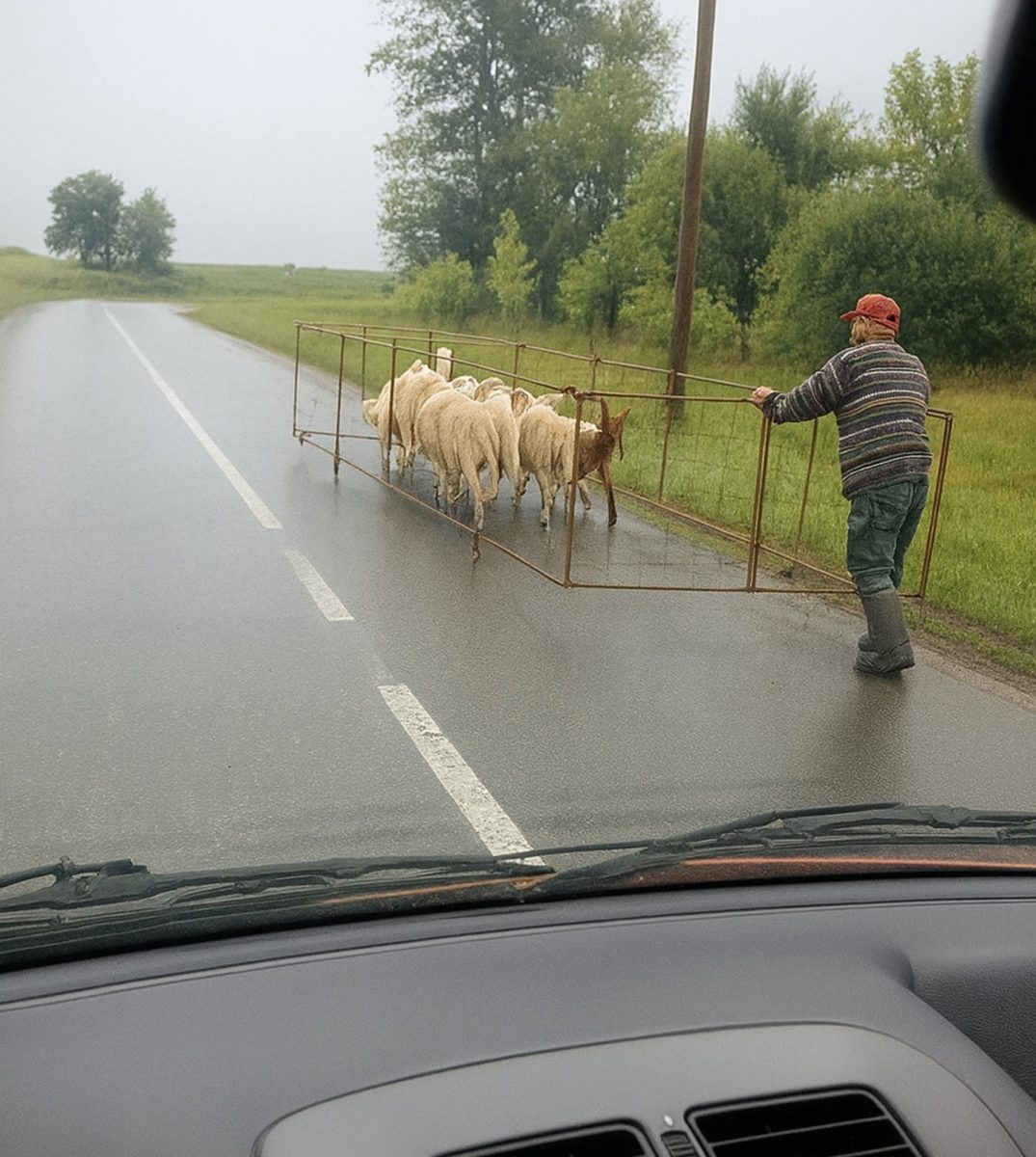 Muž vedie stádo oviec v provizórnej ohrade po mokrej ceste uprostred vidieckej krajiny.
