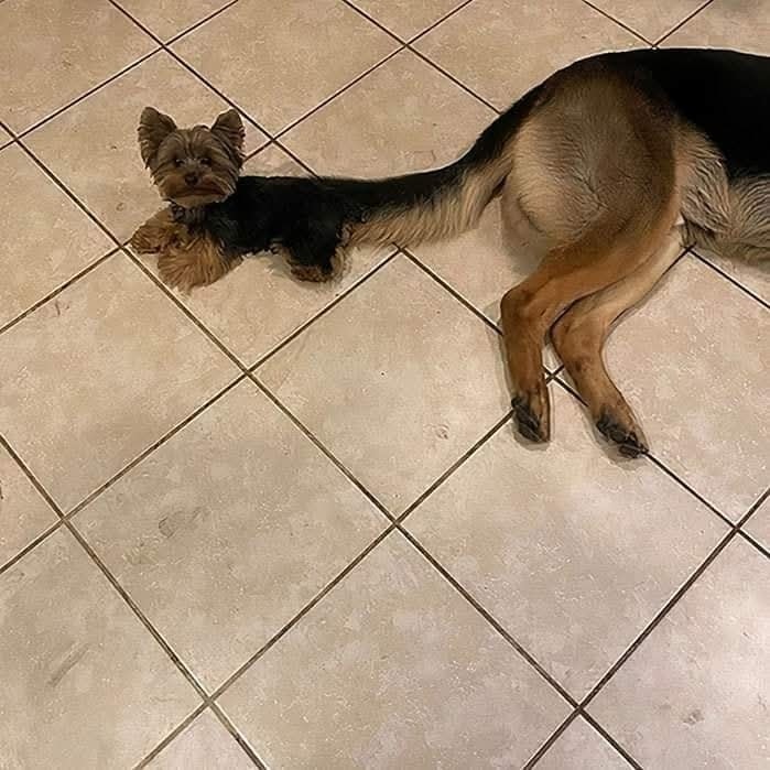 Malý pes vyzerá ako hlava veľkého psa, tvorí optickú ilúziu na dlažbe.