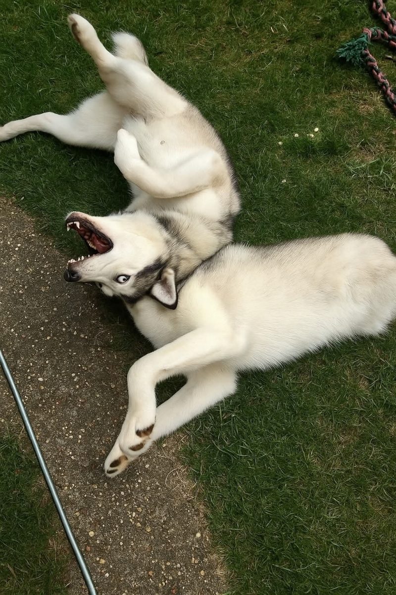 Husky hrajúci sa na trávniku, s veselou grimasou a rozkošnou pozíciou tela.