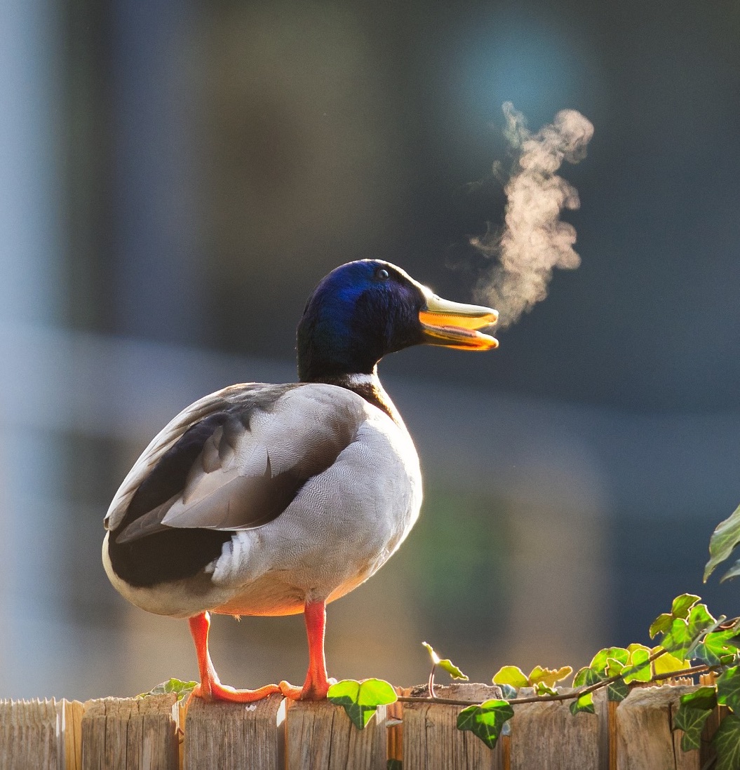 Kačica divá na plote v zime s dymiacim dychom.
