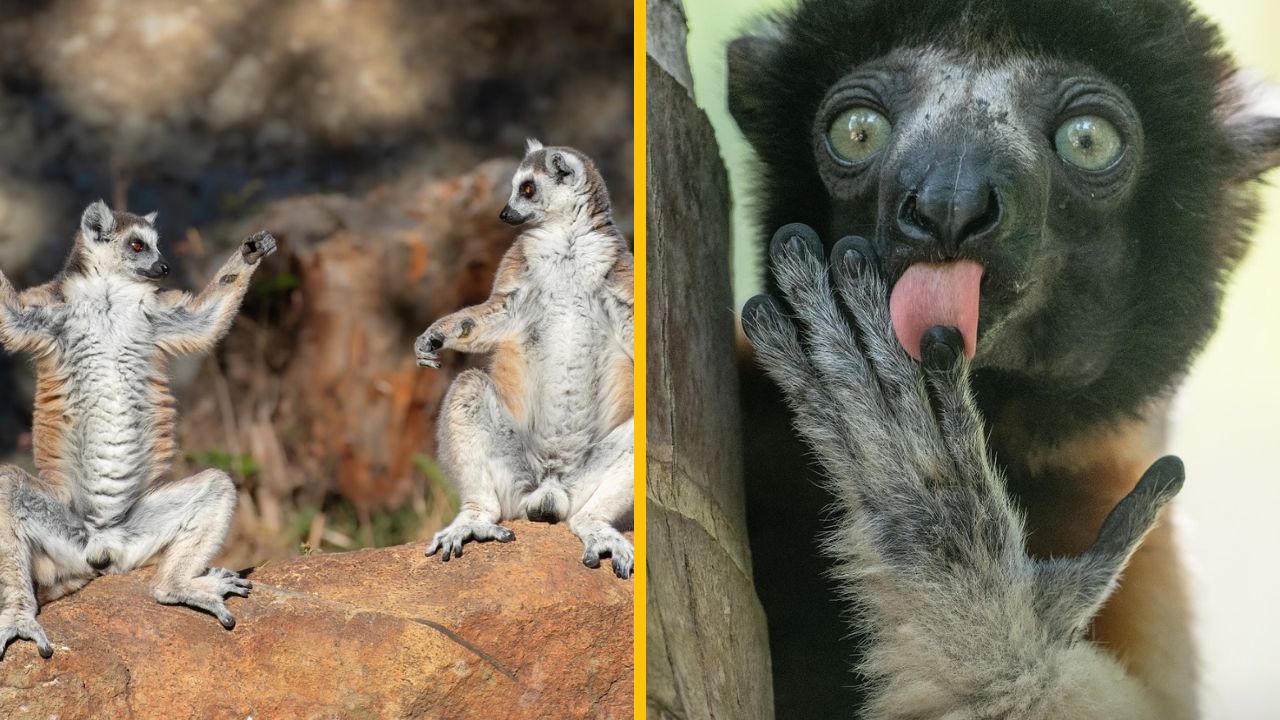 Lemury sediace na kameni, jeden sa škriabe, druhý sa olizuje. Zábavná momentka zo zvieracieho sveta.