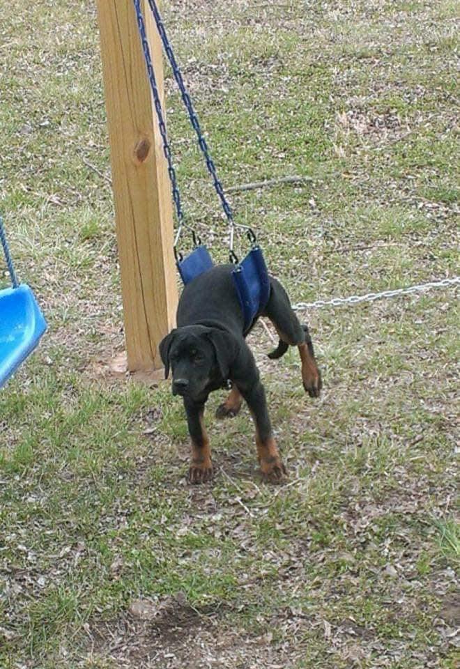 Šteniatko ležiace na modrej hojdačke v záhrade, podopreté dvomi stĺpikmi.