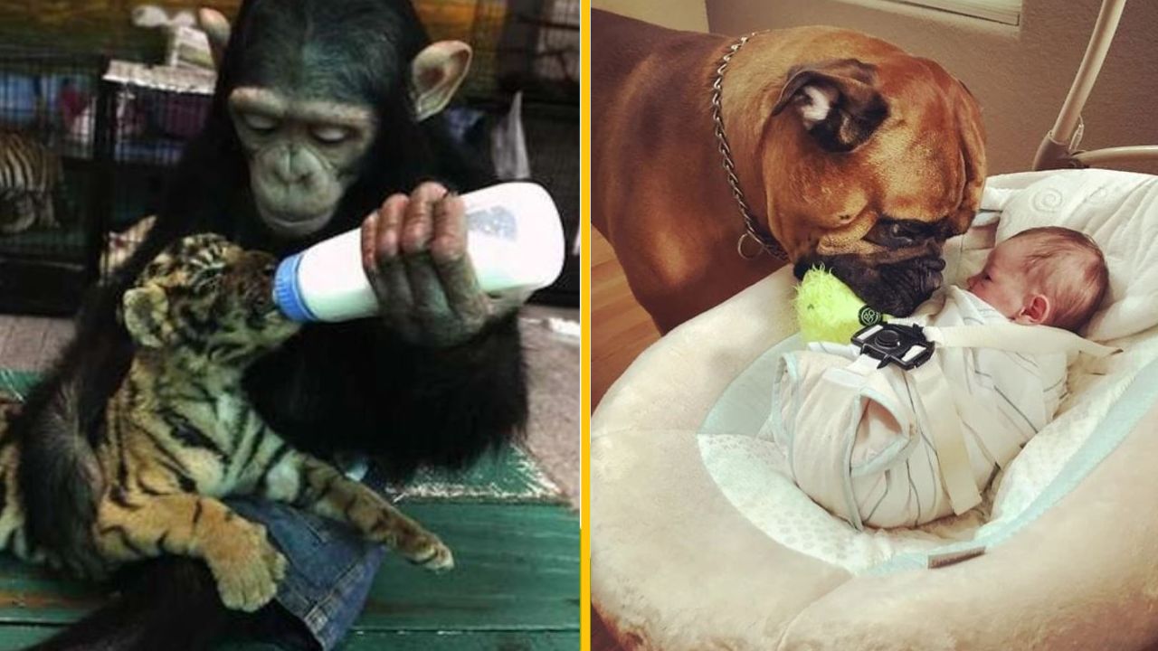 Šimpan cukoruje tigra a pes dozerá na bábätko. Nezvyčajné záblesky priateľstva.