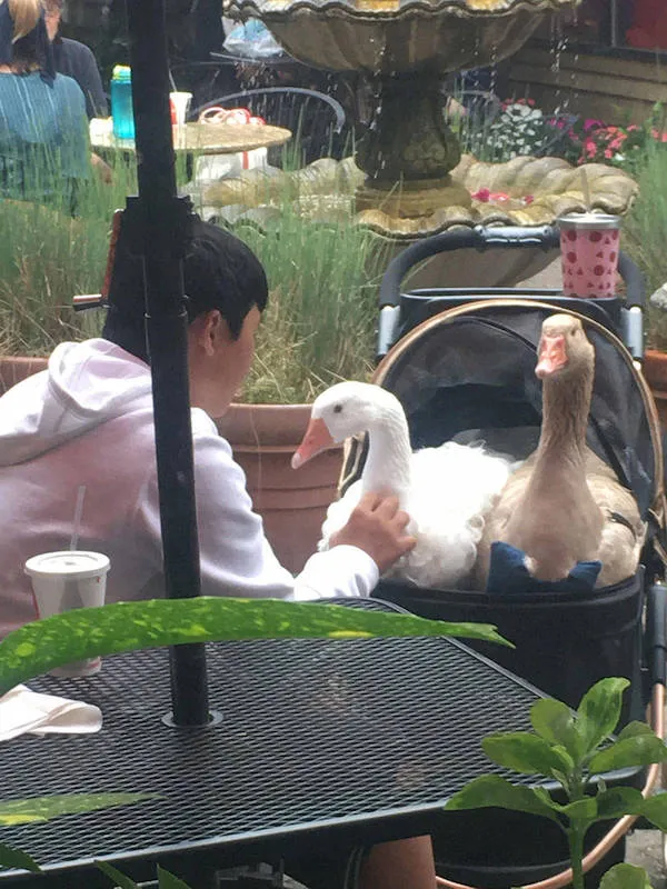 Muž v kaviarni so svojimi dvoma husami v kočíku, vonkajšie posedenie pri fontáne.