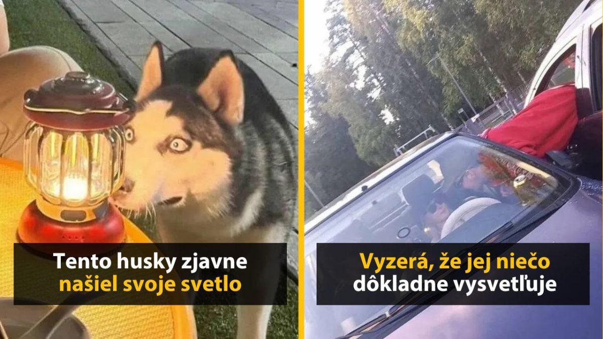 Husky očarený lampou a žena v aute s otvorenými dverami. Pôsobia zvedavo a sústredene.