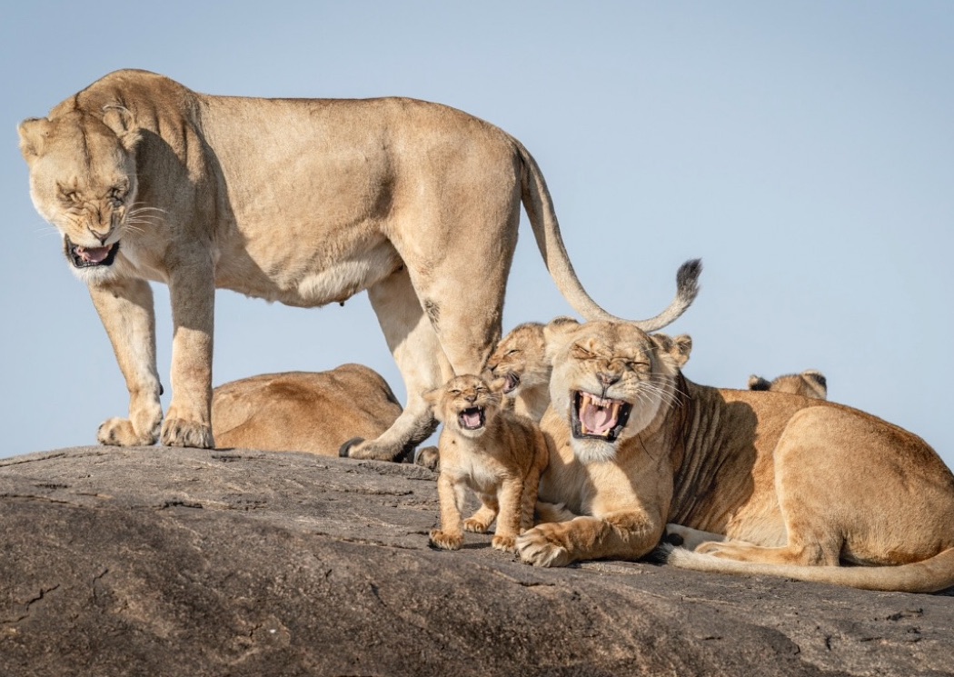 Levica s mláďatami ležia na skale, otvorené ústa, svetlo modrá obloha.