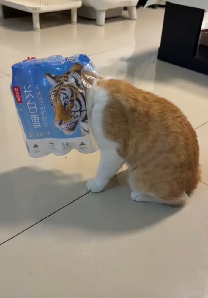Mačka so sáčkom na hlave, na ktorom je obrázok tigra, sedí na podlahe v interiéri.