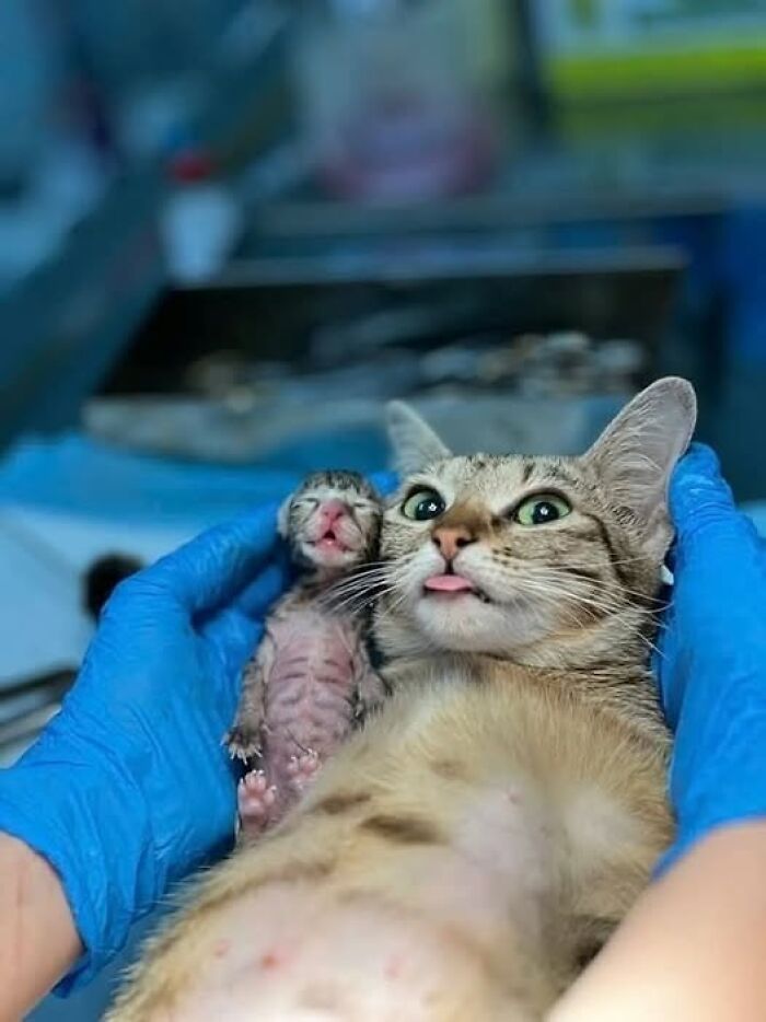 Mačka po pôrode so svojím novorodeným mačiatkom v nemocničnom prostredí, veterinár drží mačiatko v rukách.