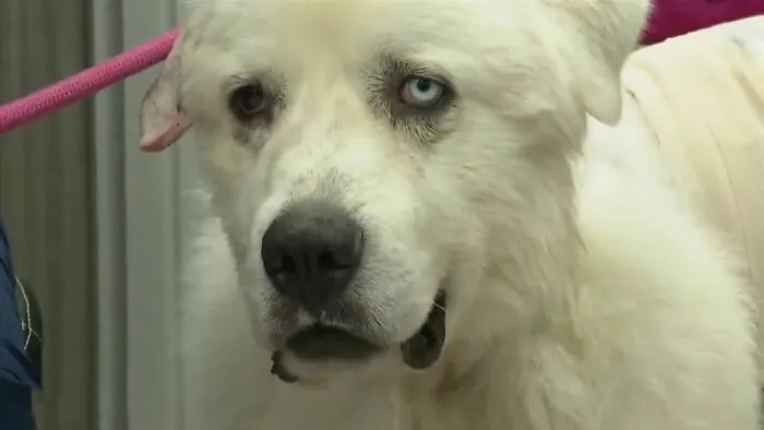 Biely pes s rôznofarebnými očami na vodítku, zblízka na tvár.