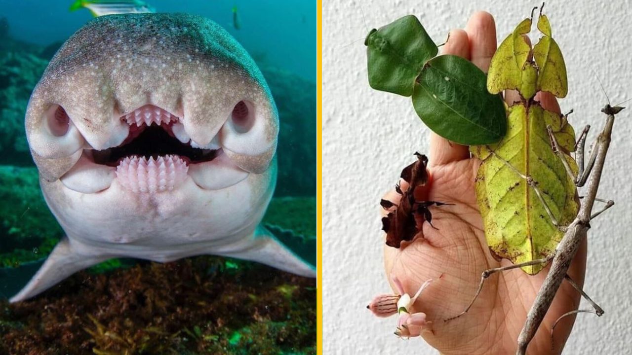 Zaujímavé zvieratá: úsmev raje pod vodou a hmyz kamuflovaný ako list na ruke človeka.
