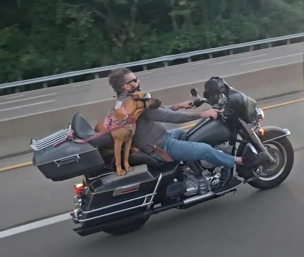 Motorkár na ceste so psom v špeciálnej sedačke na chrbte motocykla na diaľnici.