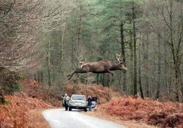 Jeleň preskakuje cez cestu v lese, zatiaľ čo pri aute stoja ľudia a sledujú jeho majestátny skok.