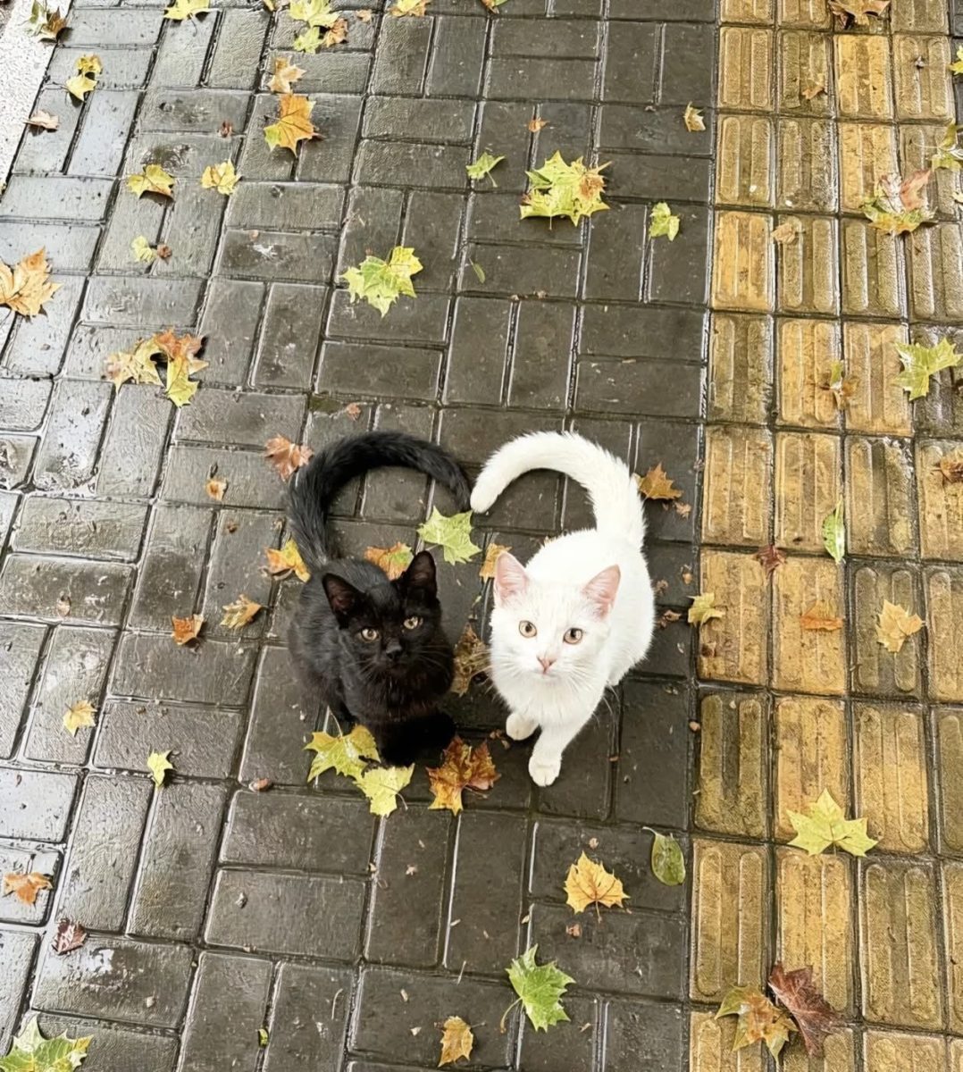 Čierna a biela mačka na jesennom chodníku s opadanými listami.