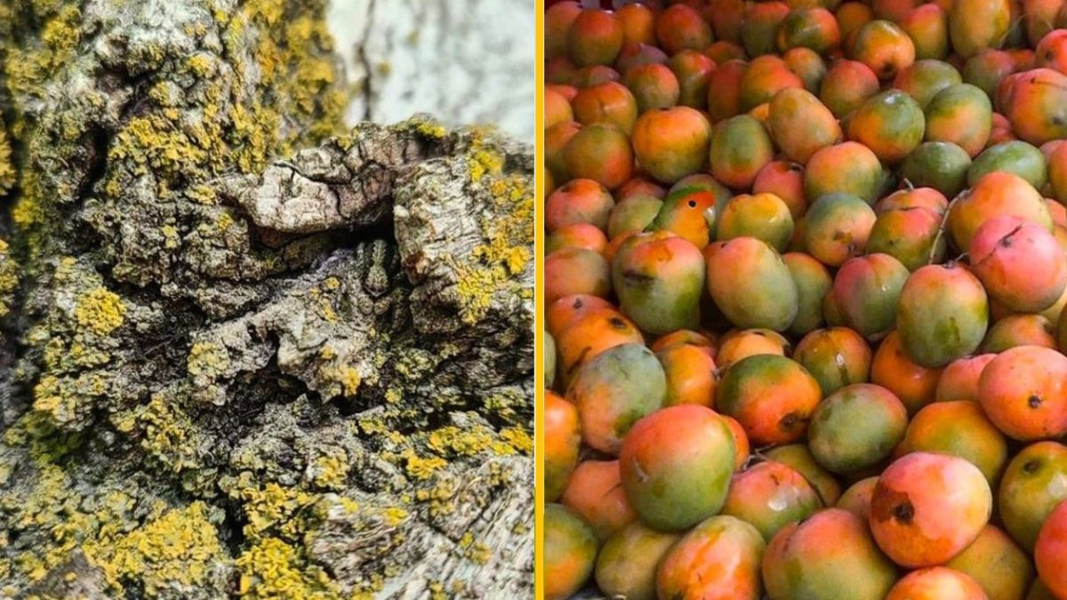 Ľavá strana zobrazuje detail kôry stromu s lišajníkmi, pravá strana ukazuje množstvo zrelých mangov v obchode.