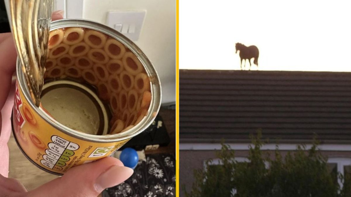 Otvorená plechovka špagiet a silueta koňa na streche domu pri západe slnka.