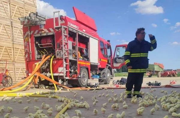 Hasič pri hasičskom aute obklopený kuriatkami na dvore farmy, jasná obloha v pozadí.